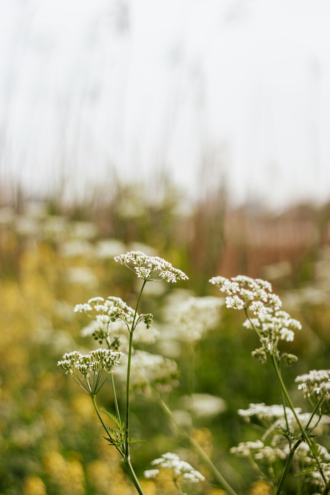 white flower in tilt shift lens