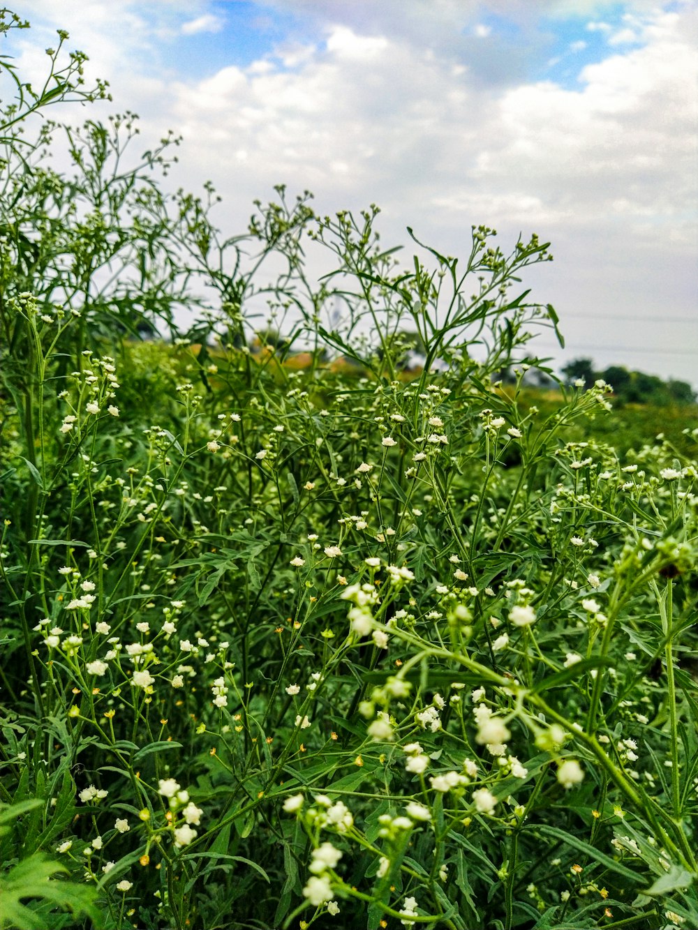 green grass field during daytime