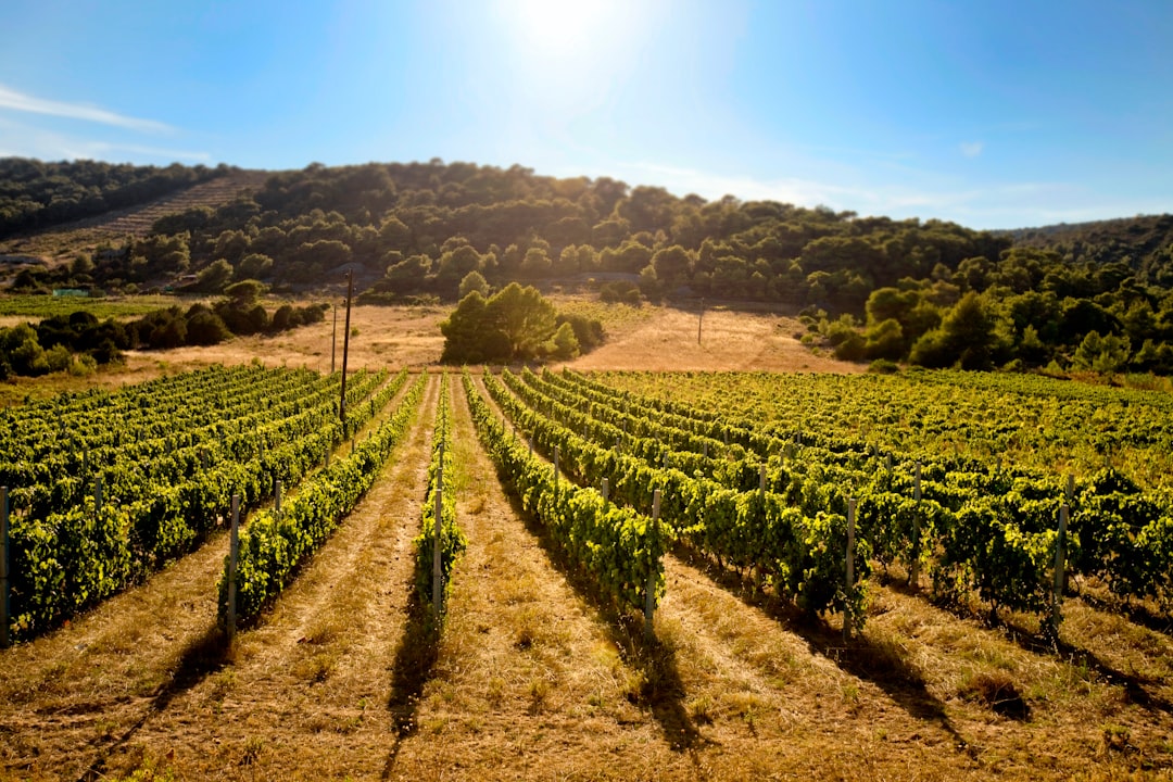 green plants on brown soil under blue sky during daytime