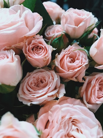 Close-up of a delicate bouquet of pale pink roses with soft natural light highlighting their petals.