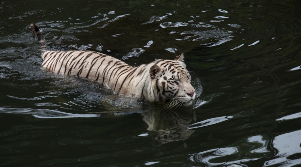 tiger in water during daytime