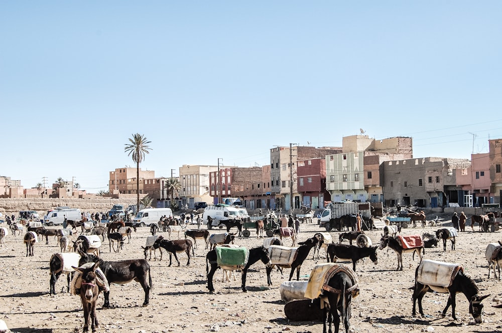 people riding horses on brown sand near buildings during daytime