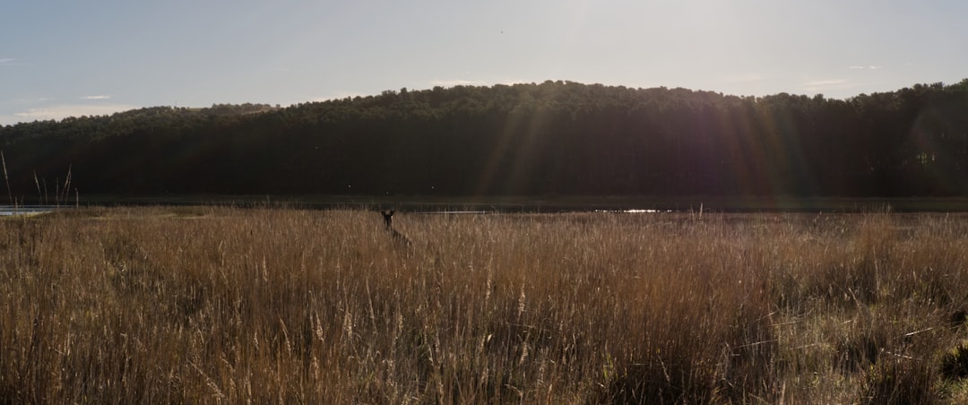 photo of Myponga Reservoir Nature reserve near Starfish Hill