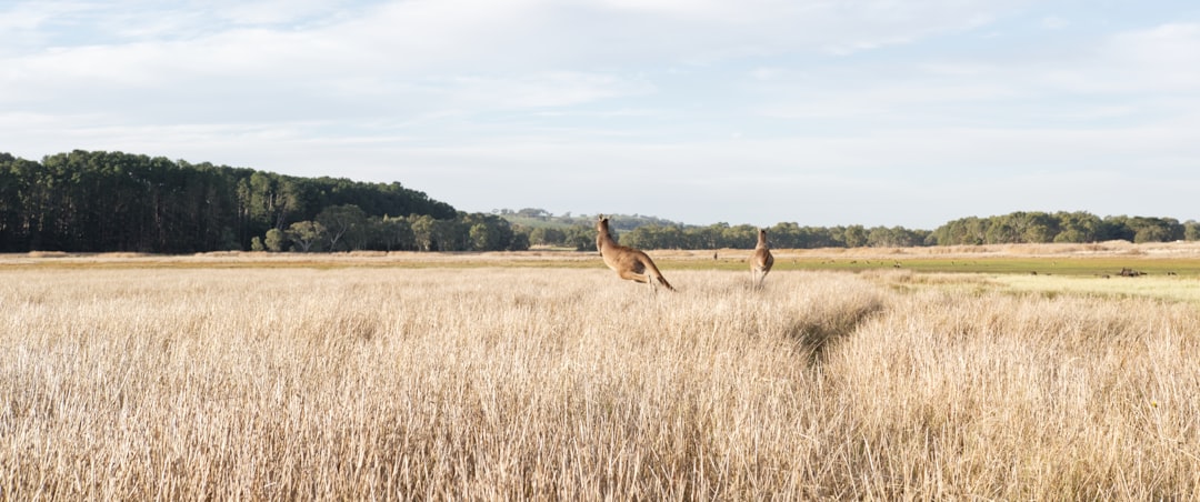 photo of Myponga Reservoir Plain near Granite Island