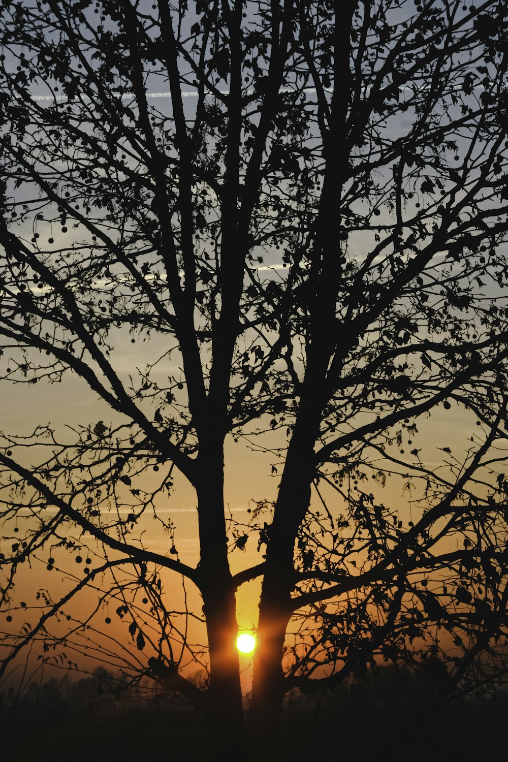 silhouette of bare tree during sunset