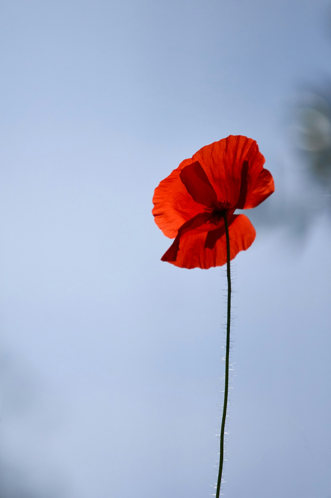 red poppy in bloom during daytime