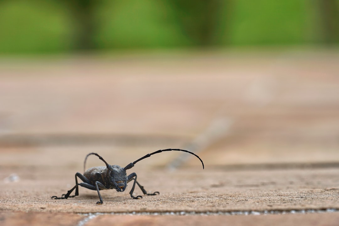 black beetle on brown soil in close up photography during daytime