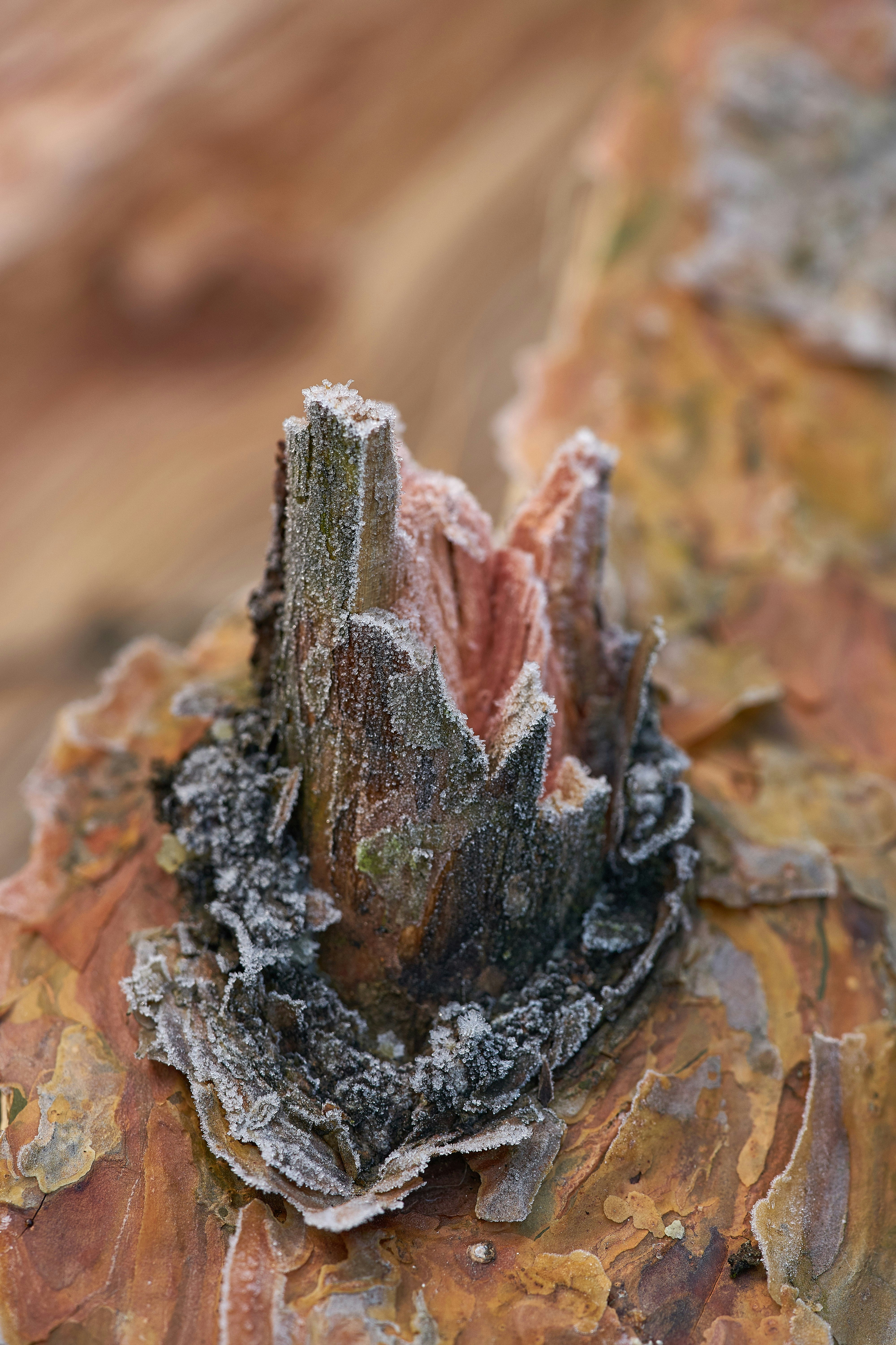 Photo by wolfgang_hasselmann