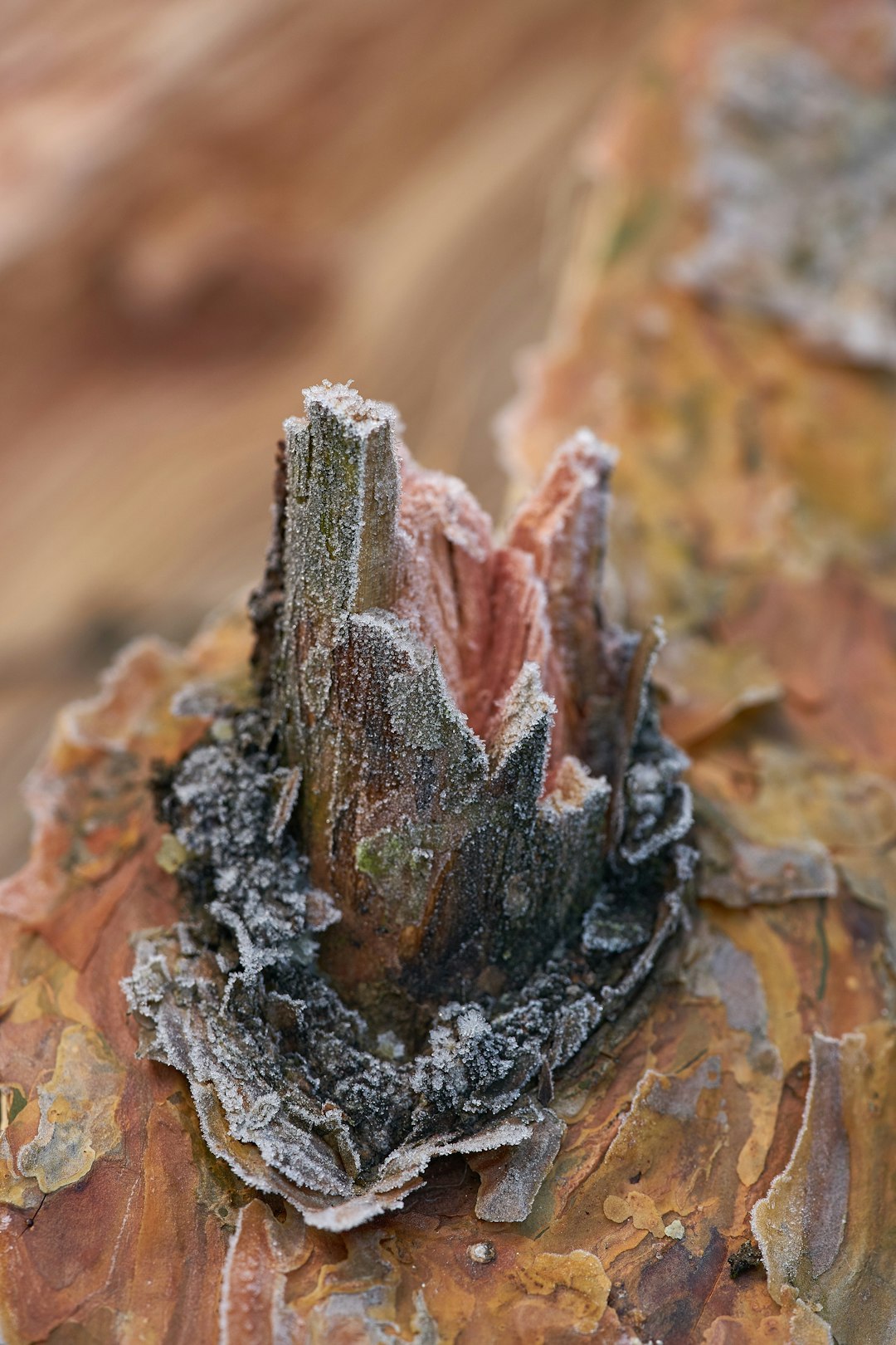 brown and black rock fragment