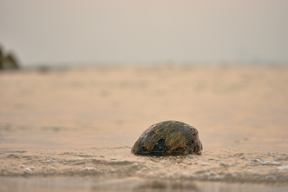 brown and black turtle on brown sand during daytime