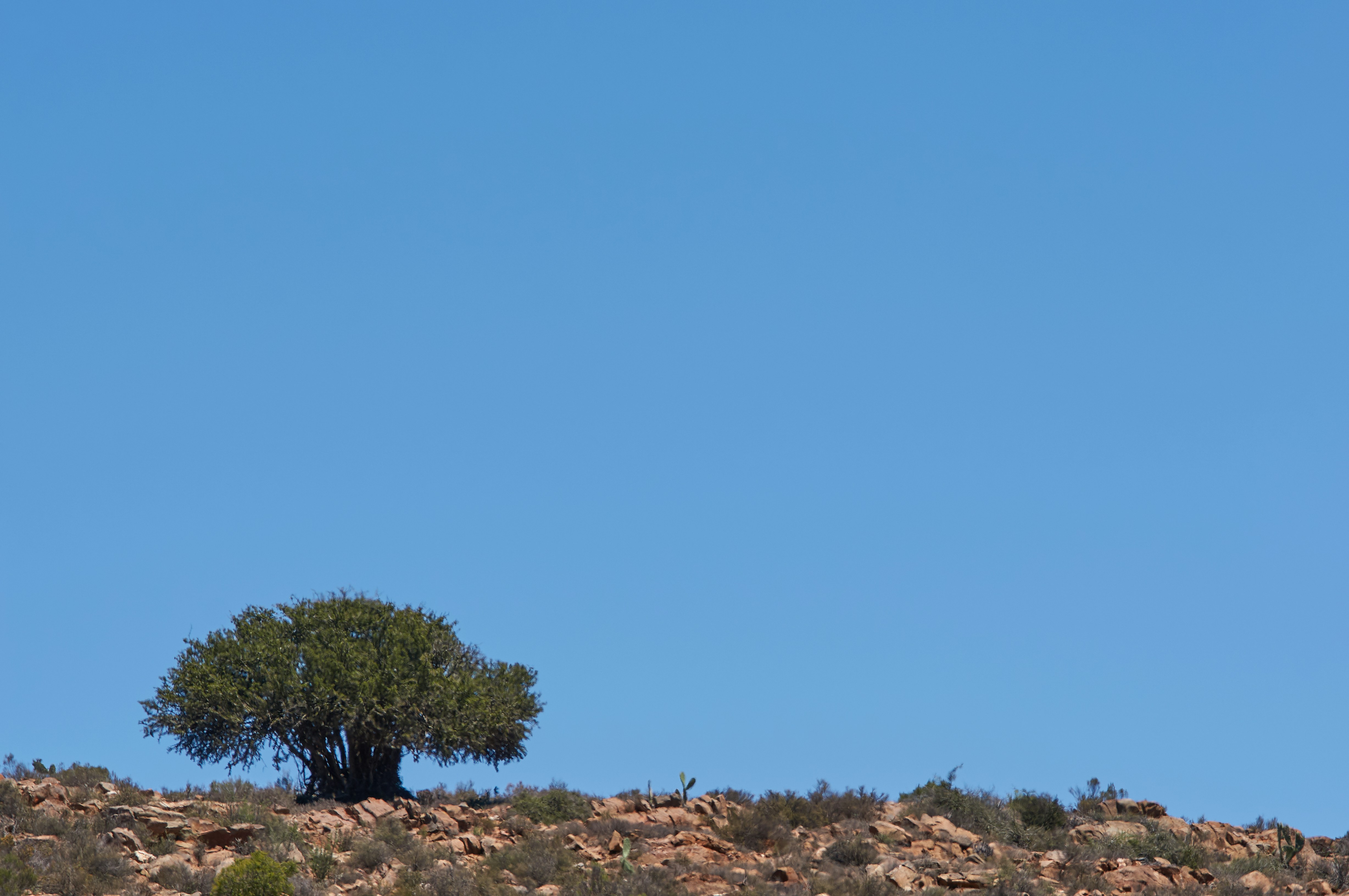 Photo by wolfgang_hasselmann