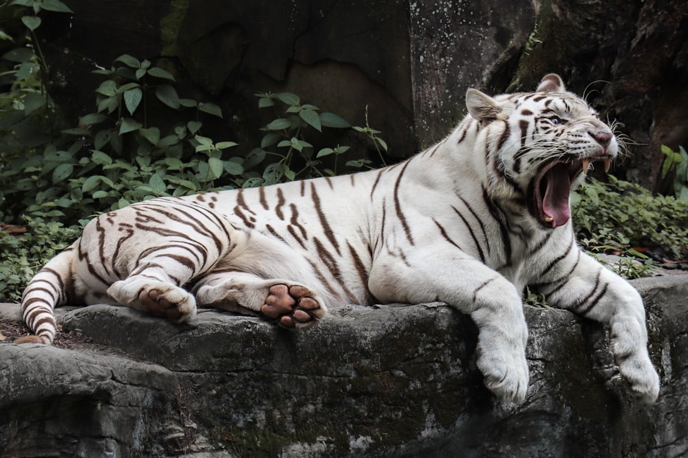 Weißer Tiger liegt auf schwarzem Betonboden