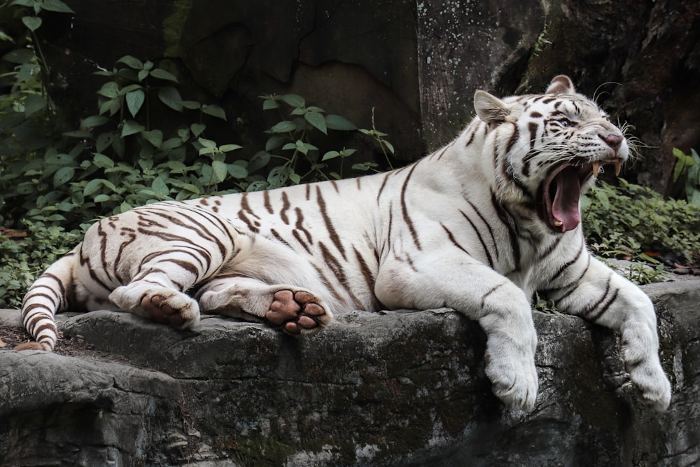 white tiger lying on black concrete floor