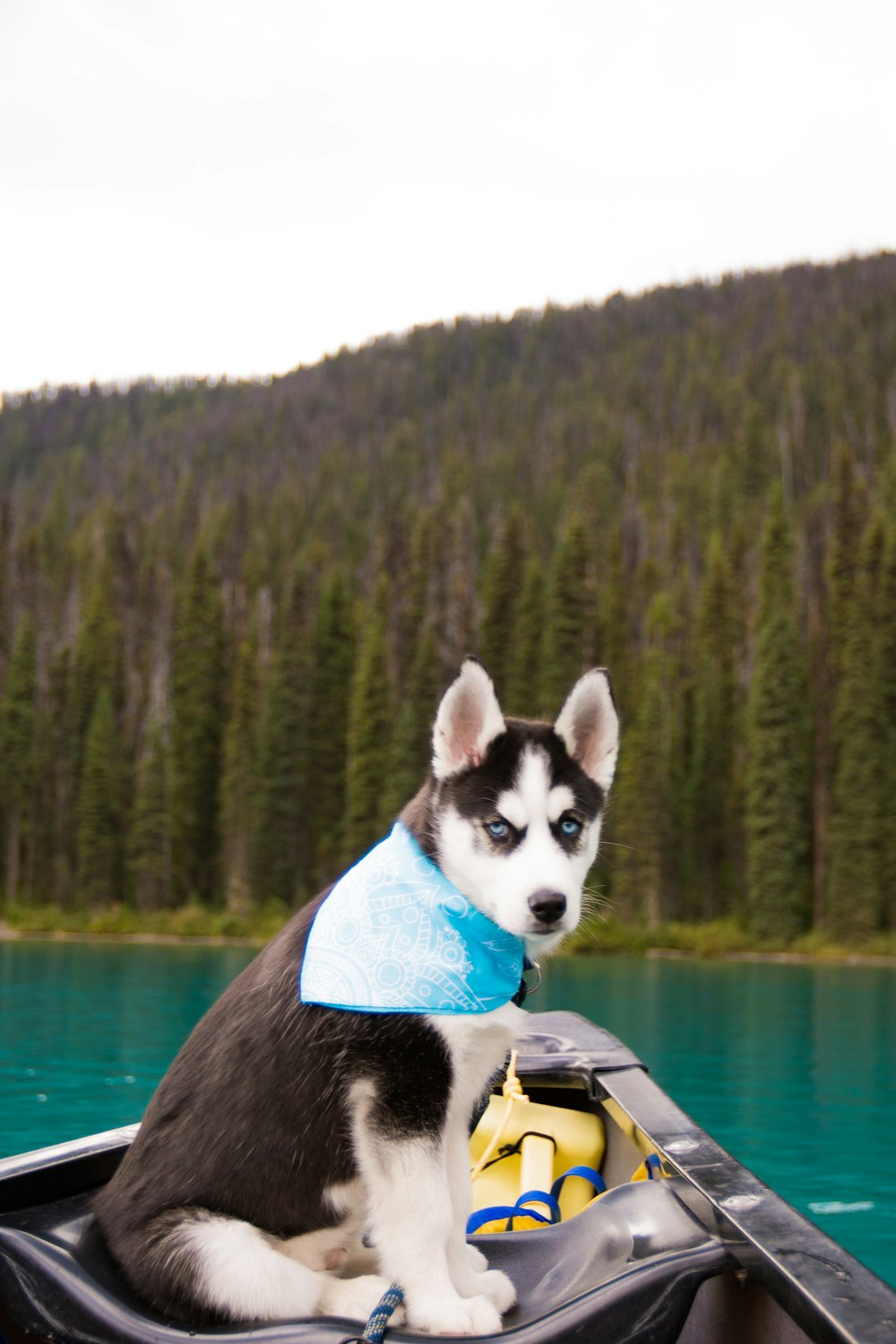 Husky siberiano blanco y negro en bote en el lago durante el día