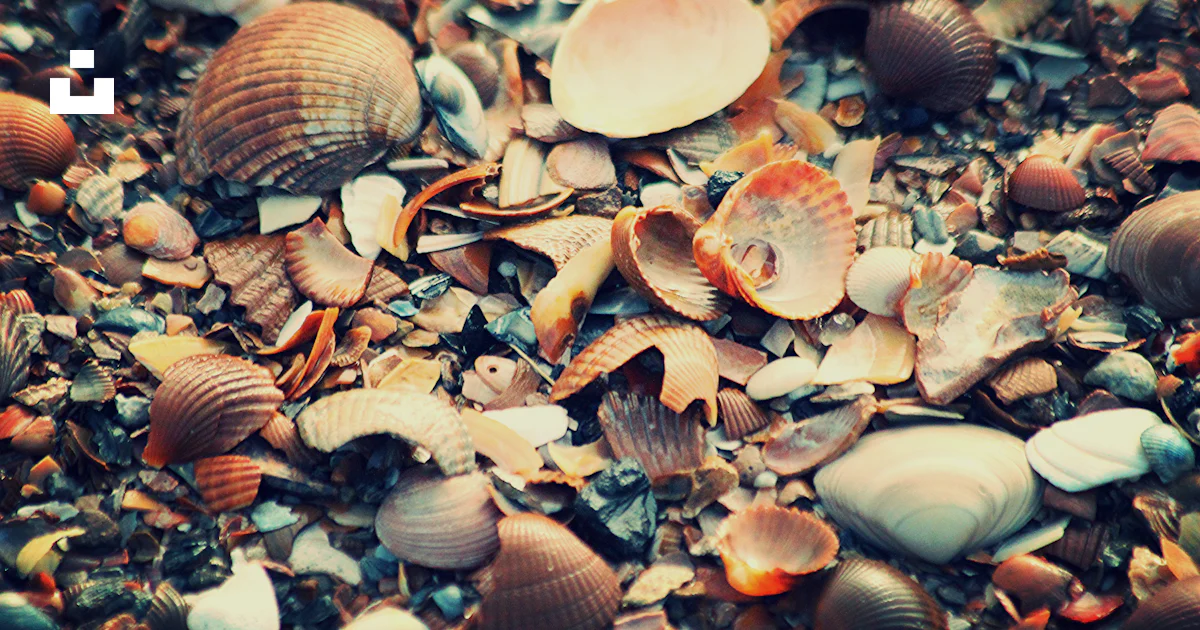 Ground Shell Brown and white seashells on the ground photo – Free Nieuwvliet-bad ...