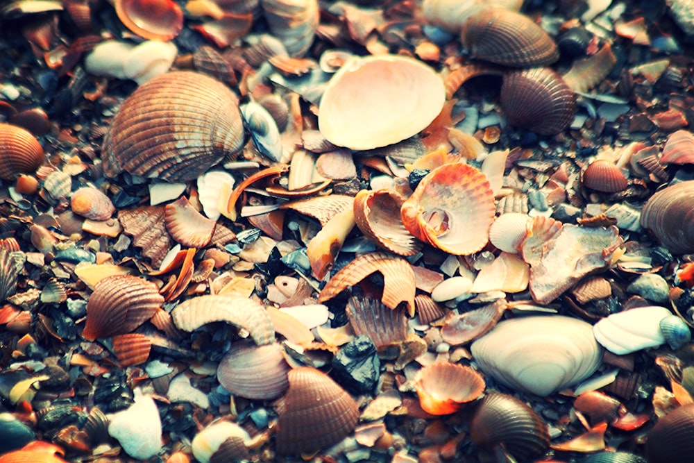 brown and white seashells on the ground