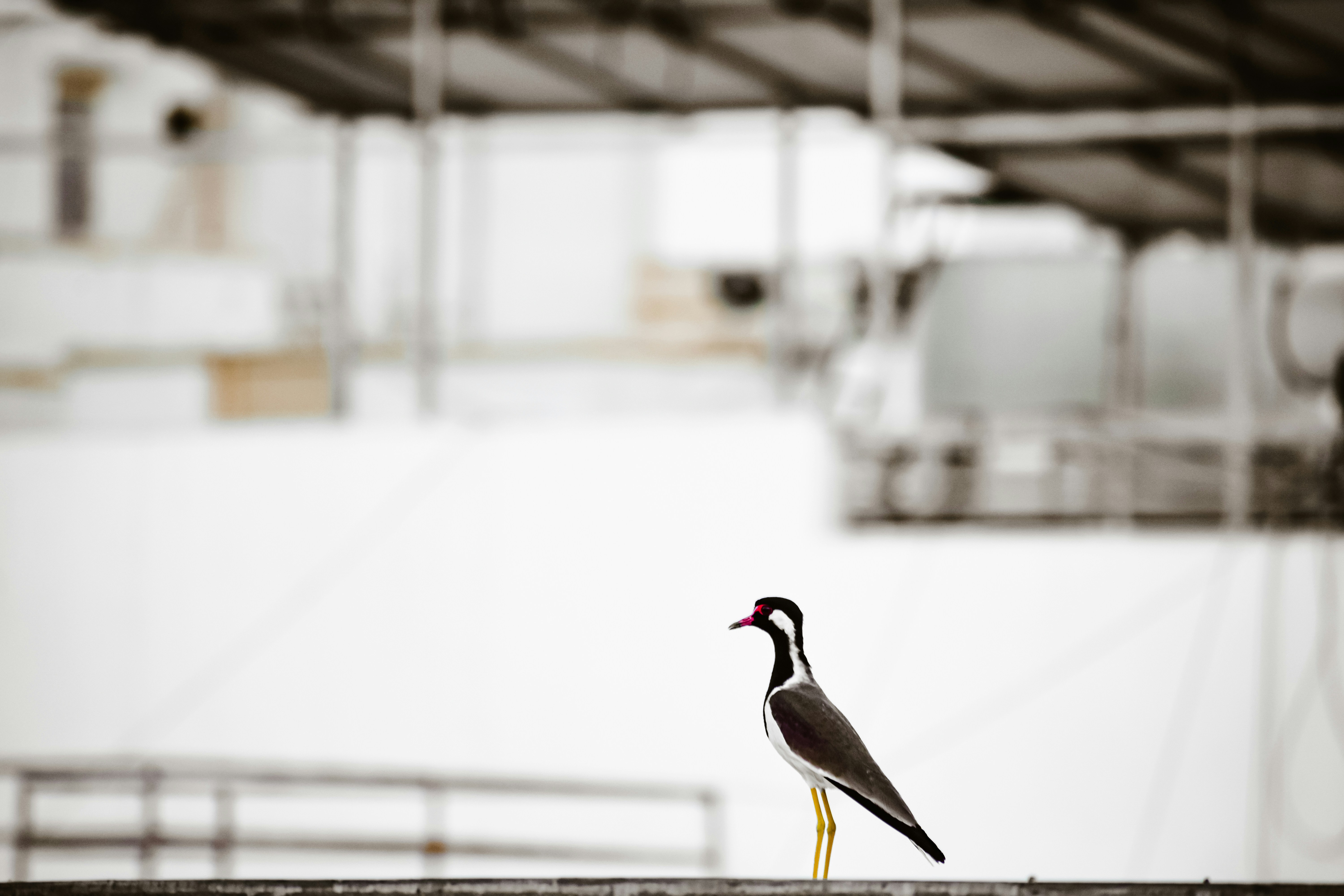 black and yellow bird on yellow metal bar