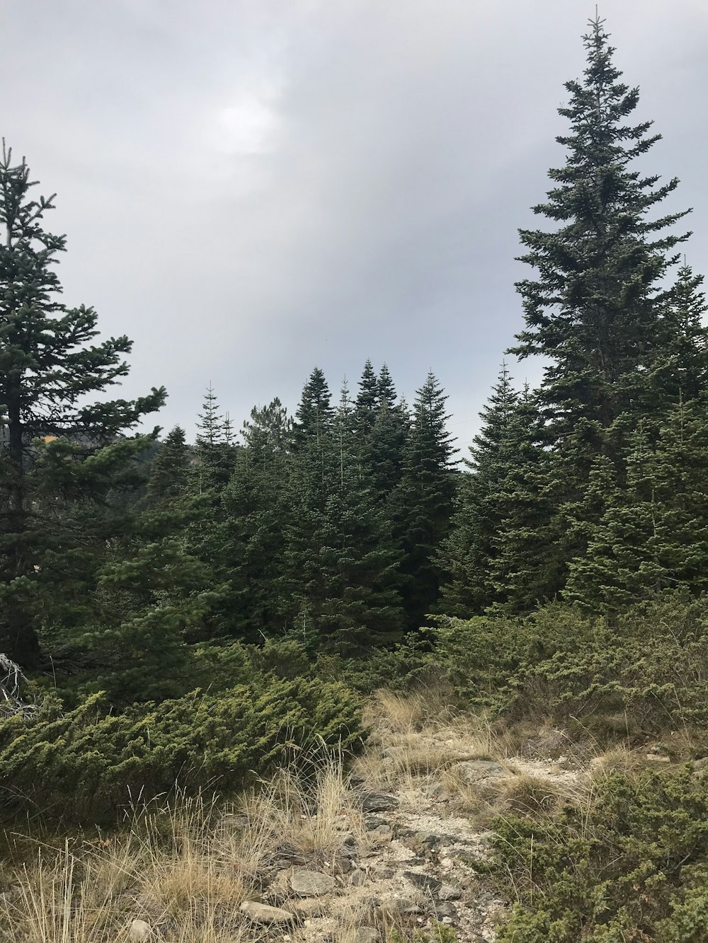 arbres verts sous des nuages blancs pendant la journée