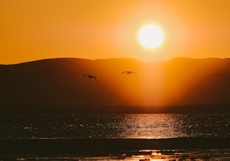 birds flying over the sea during sunset