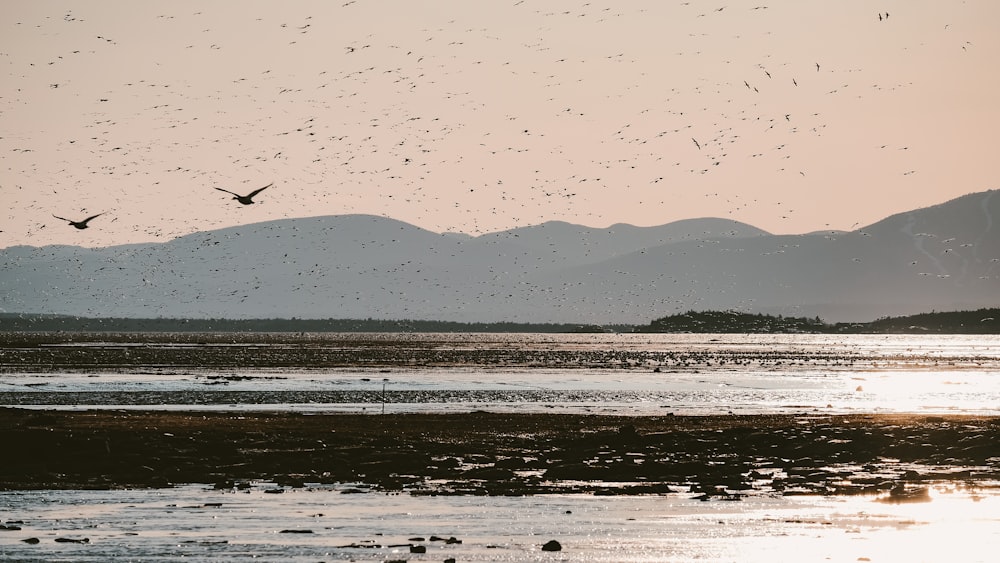 birds flying over the lake during daytime