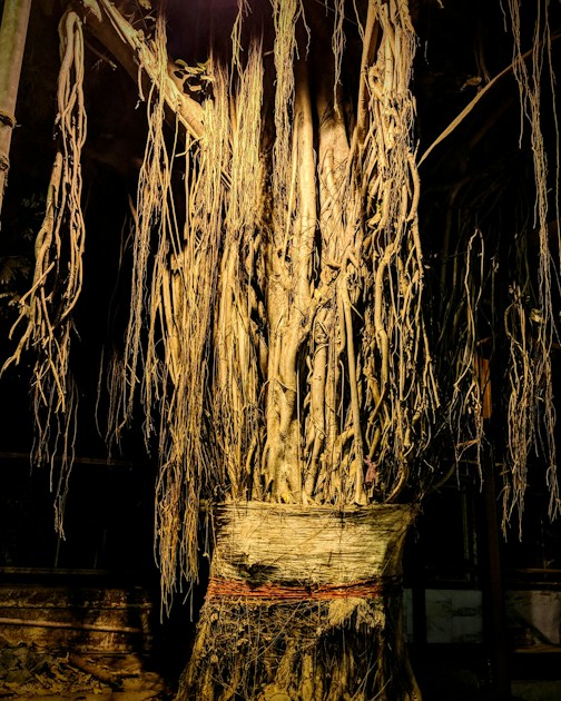 Roots & Bark | Wild Medicine Apothecary