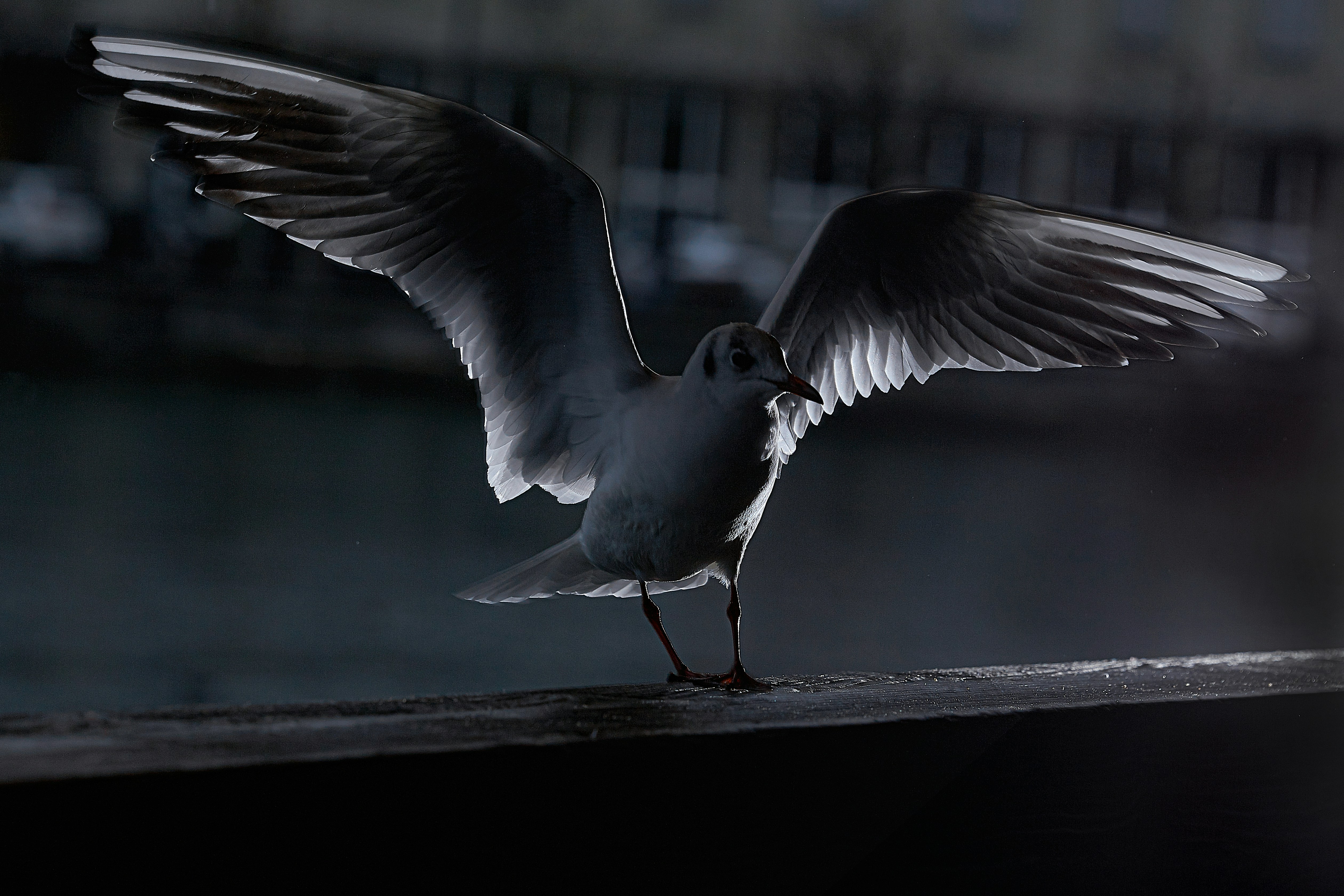 Hp Spectre X360 Pictures Download Free Images On Unsplash