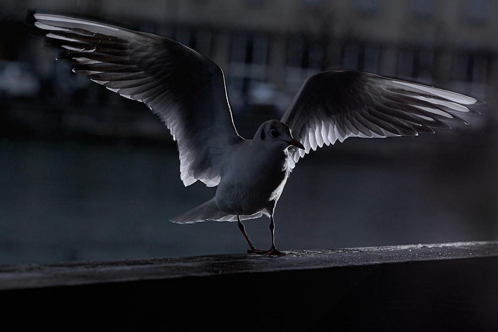 white bird flying during daytime