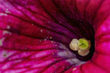 Macro shot of a blooming flower alongside a physics diagram sketch.