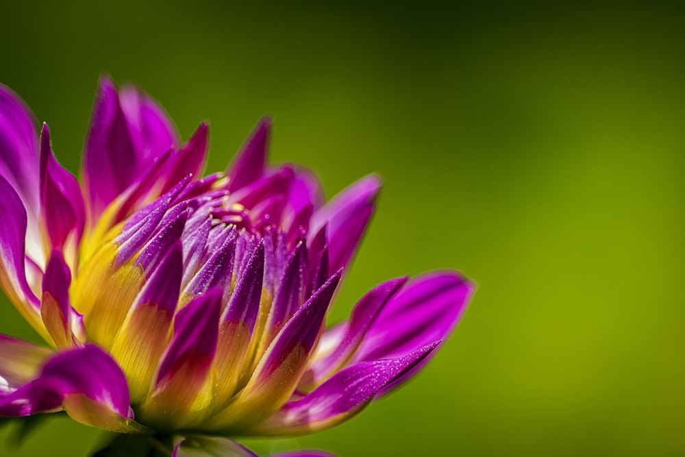 purple flower in macro shot