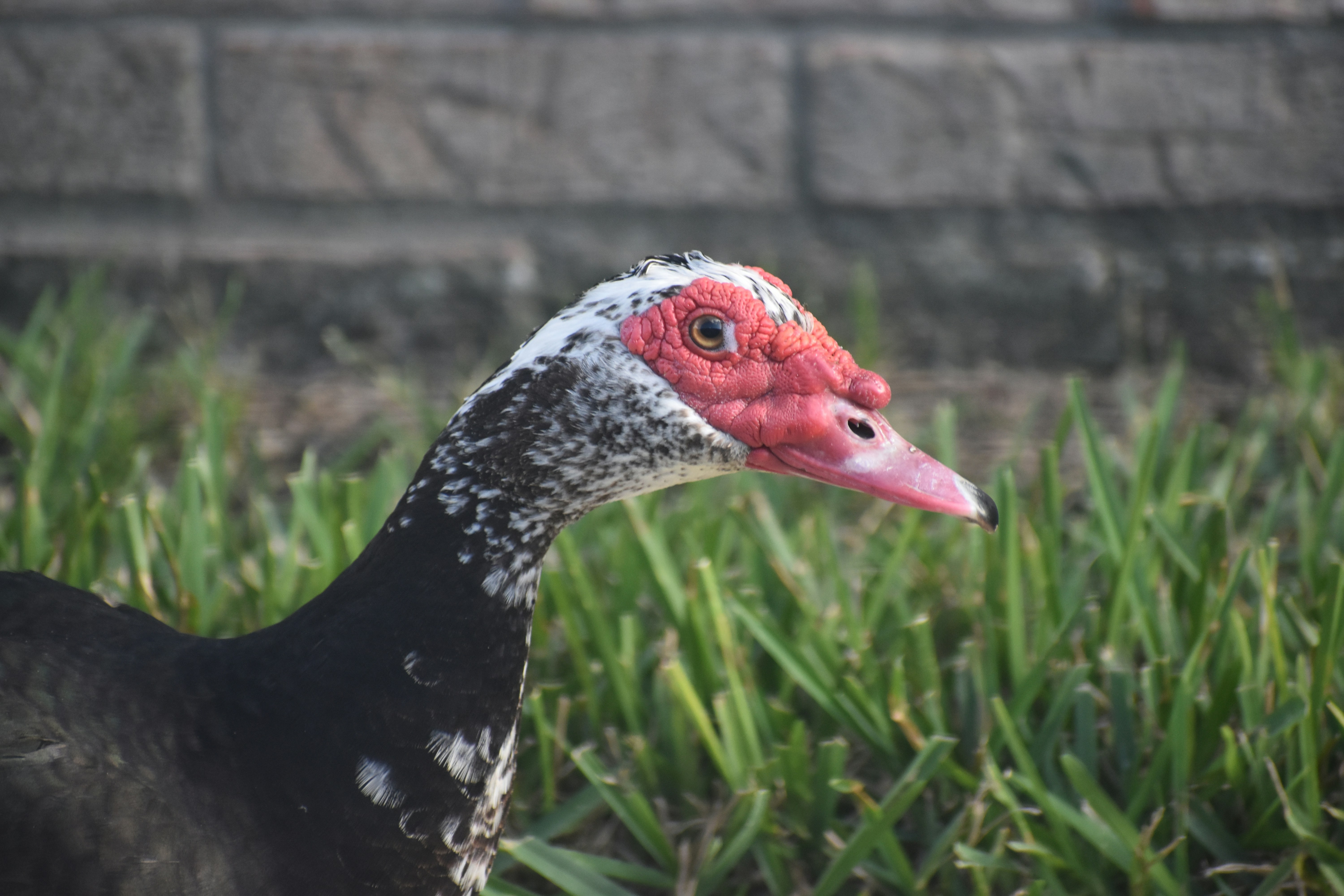 pato preto e branco na grama verde durante o dia