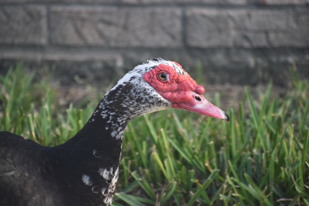 black and white duck on green grass during daytime