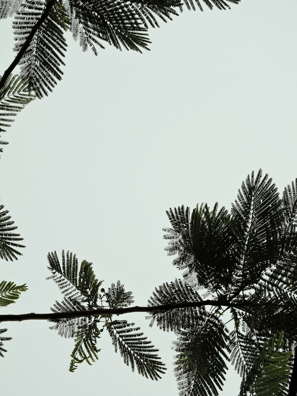 green palm tree under white sky