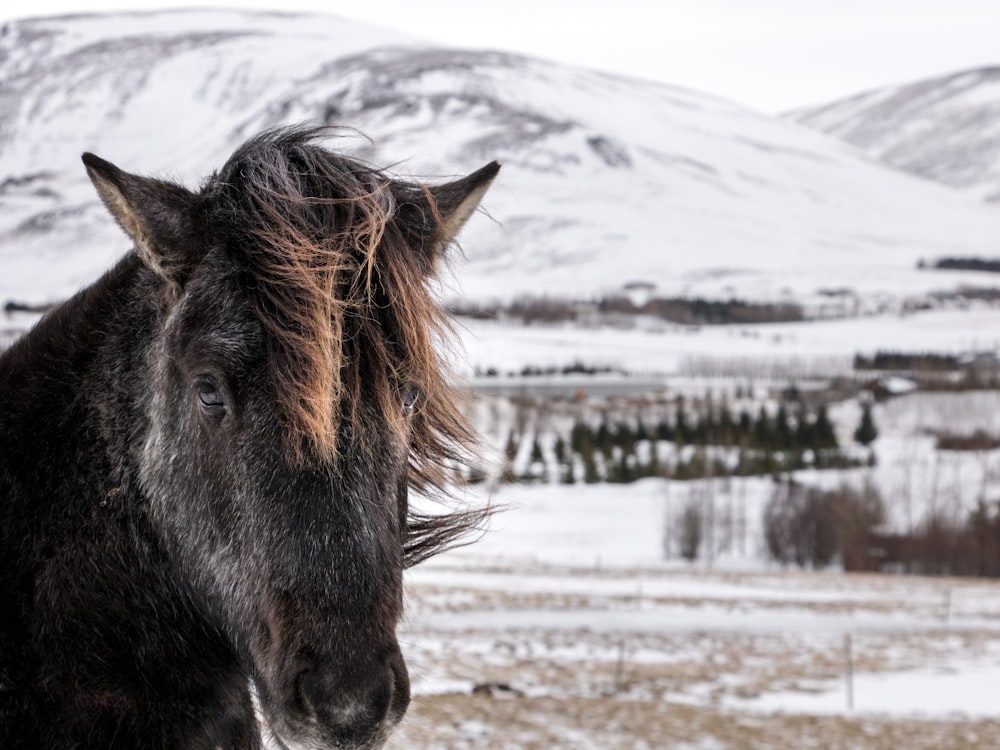 black horse on snow covered ground during daytime