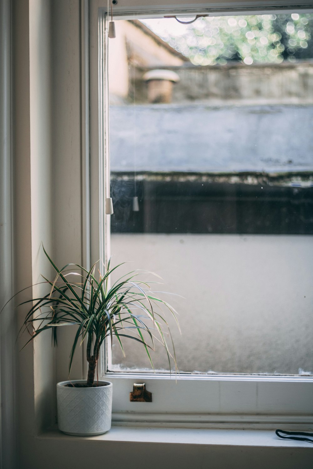 green plant beside glass window