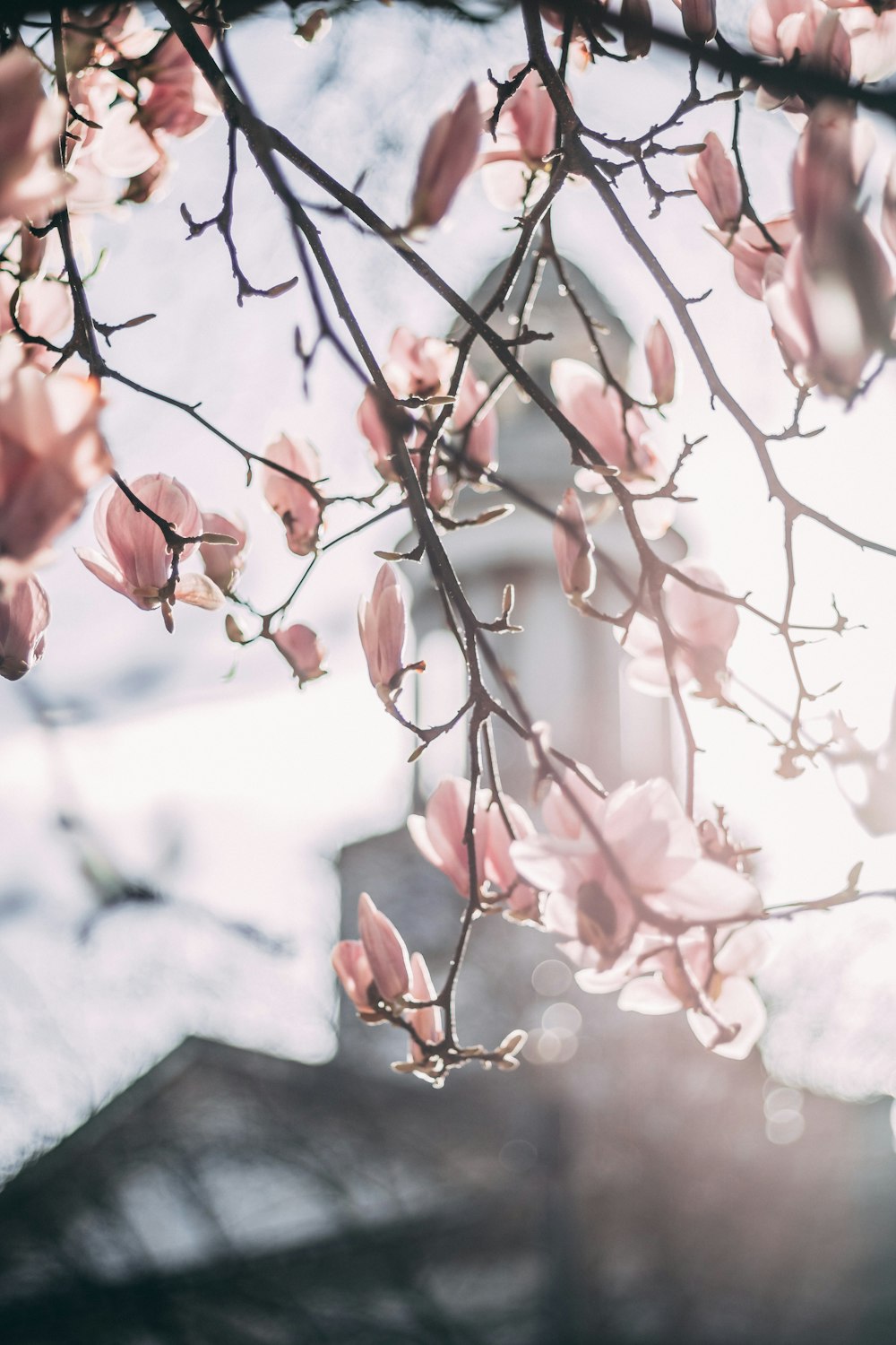 pink cherry blossom in bloom during daytime