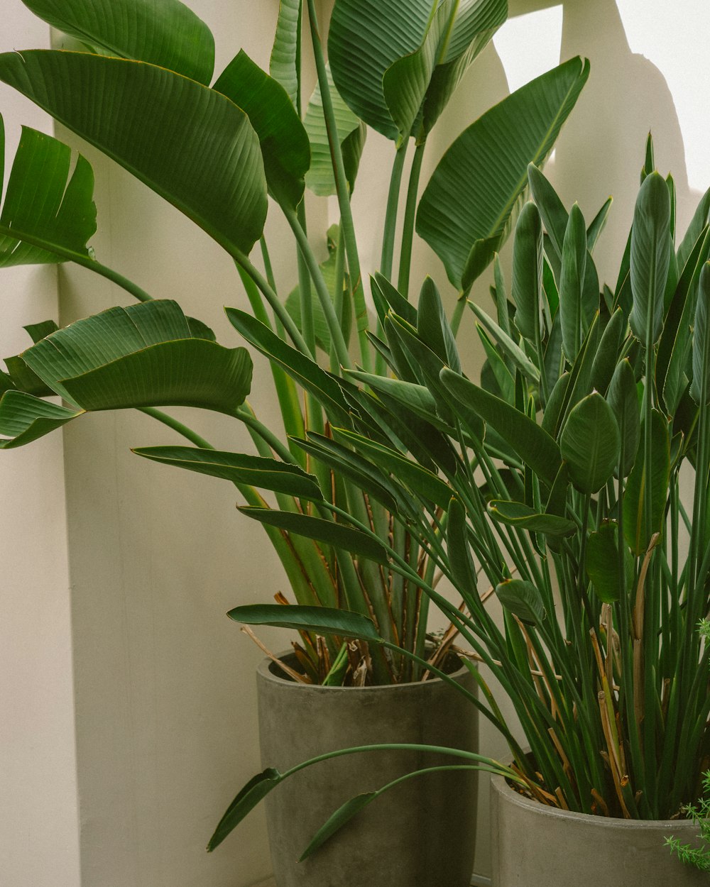 green plant on gray pot