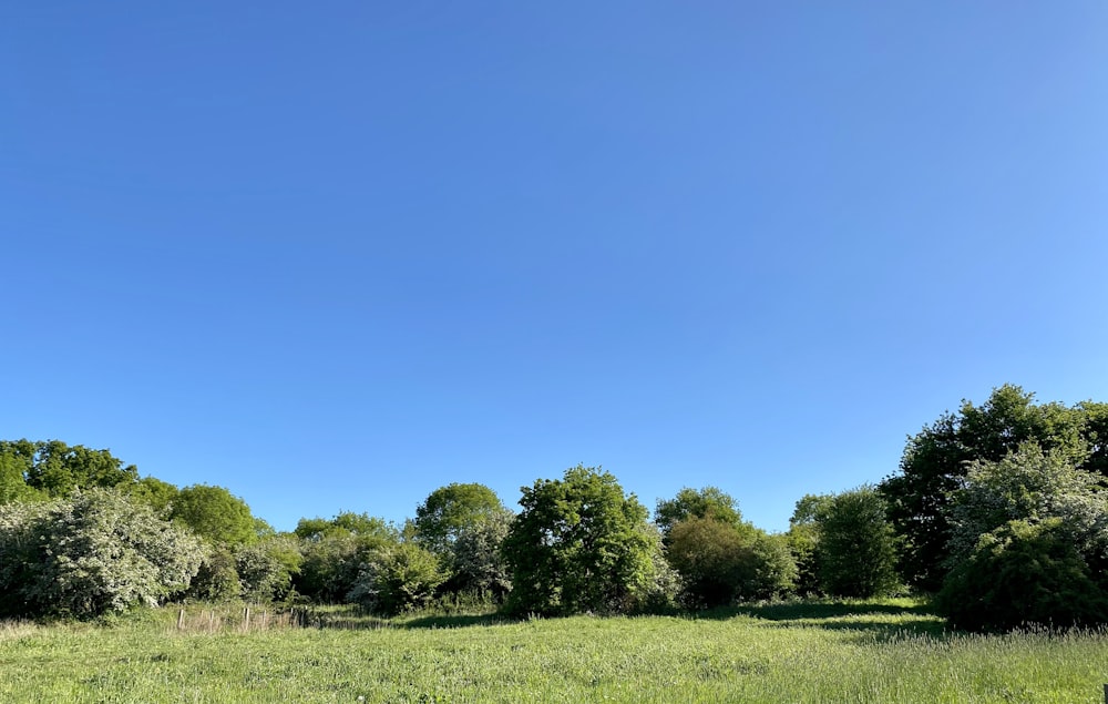 낮에는 푸른 하늘 아래 나무가 있는 푸른 잔디밭