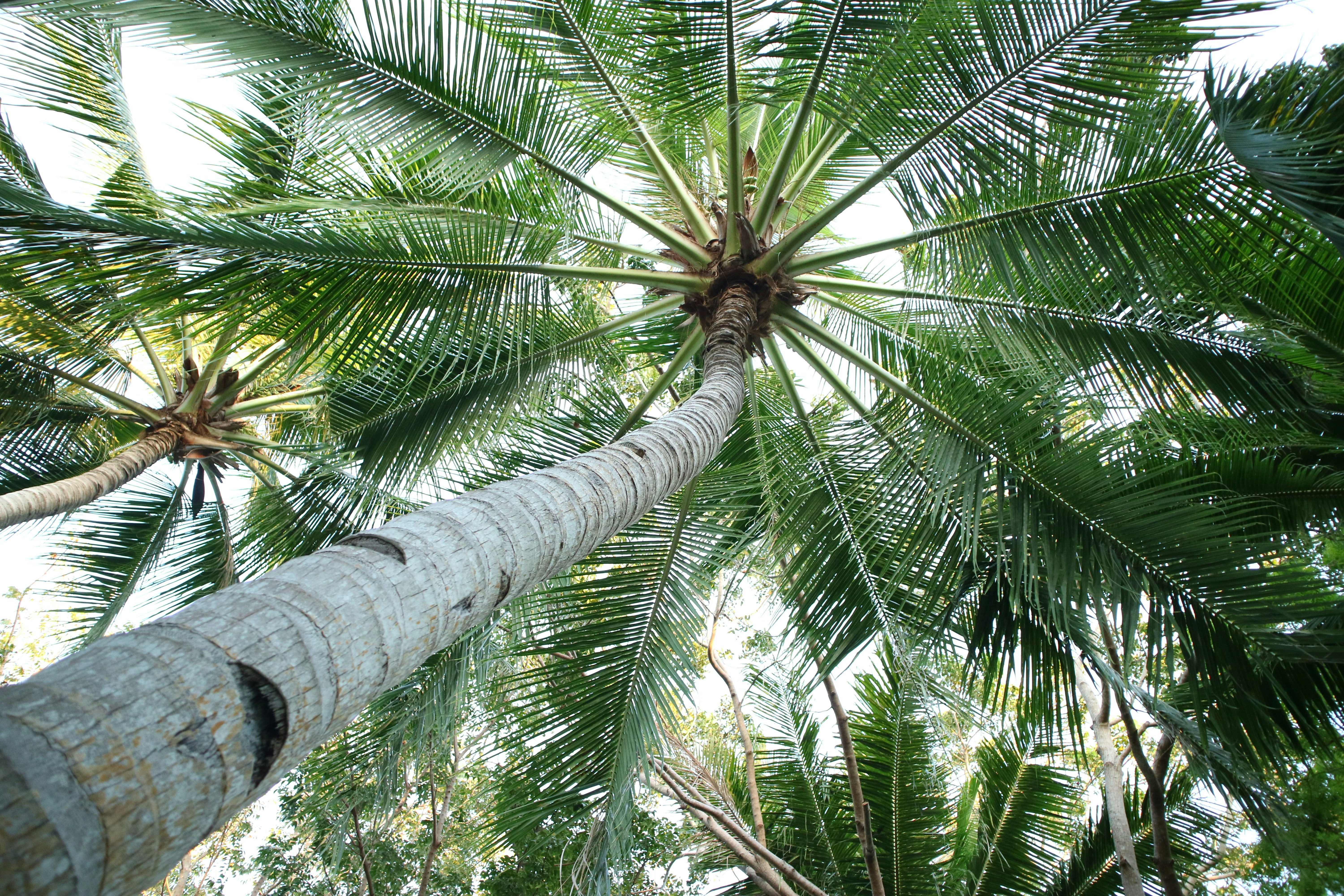 green palm tree during daytime