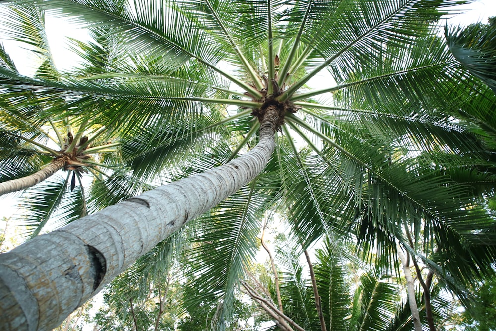 green palm tree during daytime