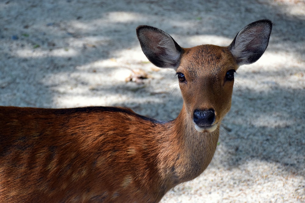 brown deer on gray ground during daytime