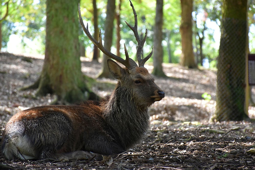 brown deer lying on ground during daytime