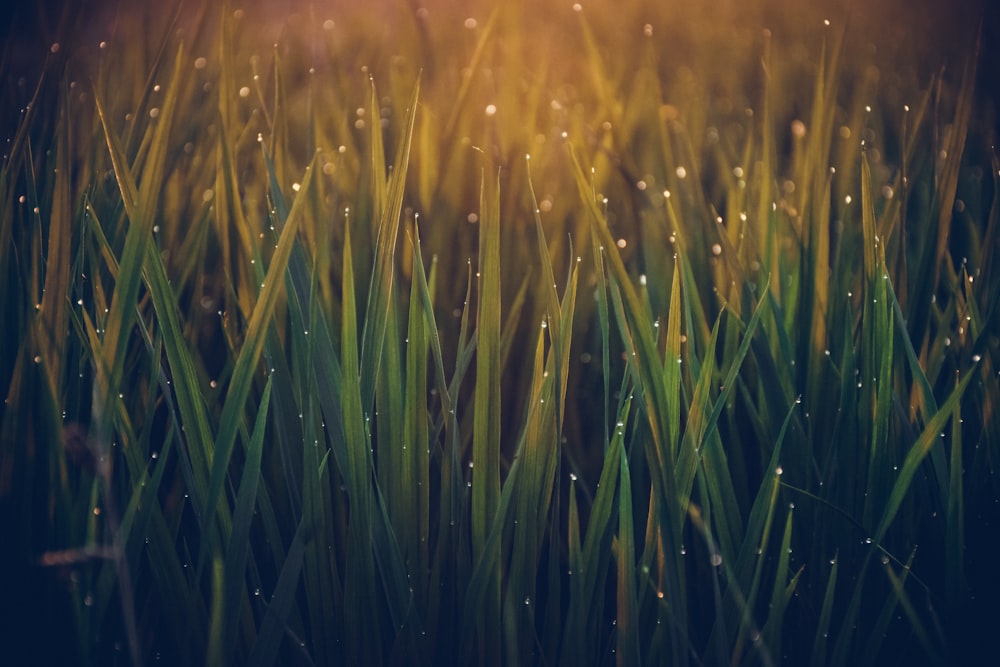 green grass with water droplets