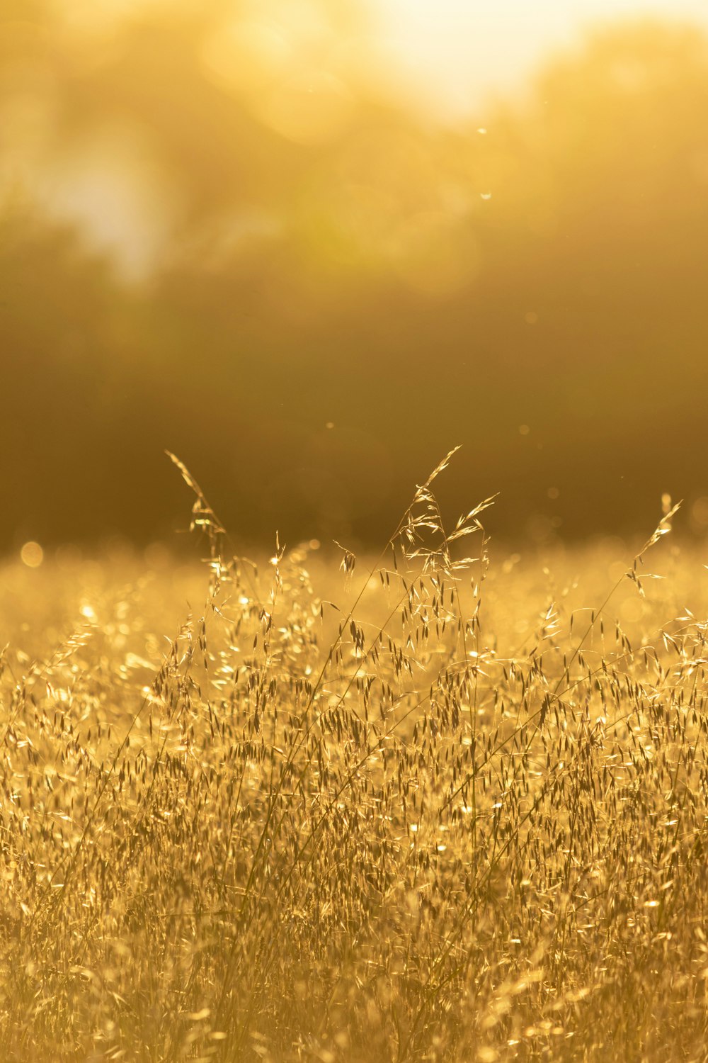 yellow flower field during daytime