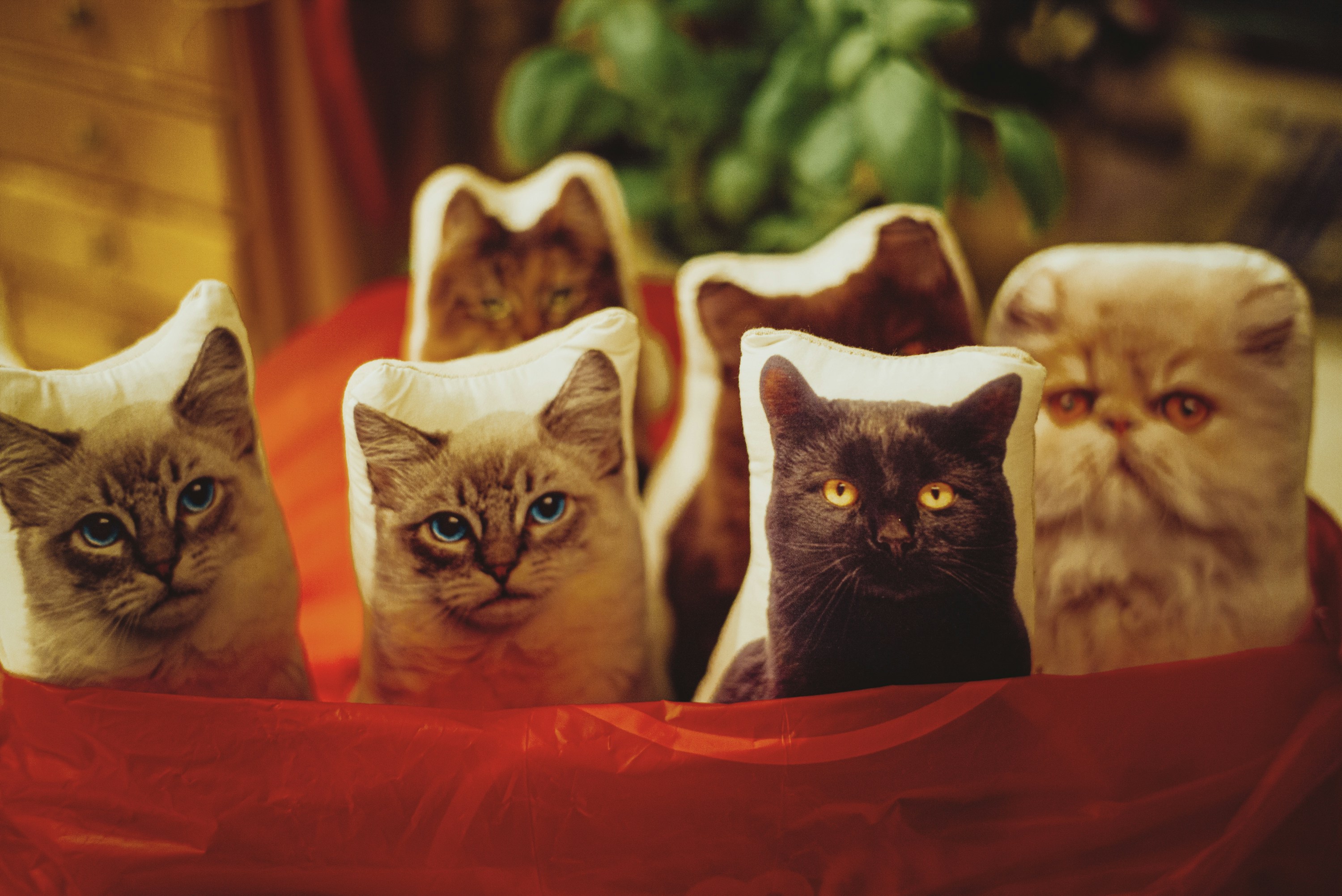 two brown and white cats on red plastic container