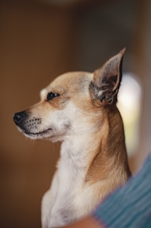 brown and white chihuahua on blue textile