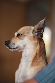 brown and white chihuahua on blue textile