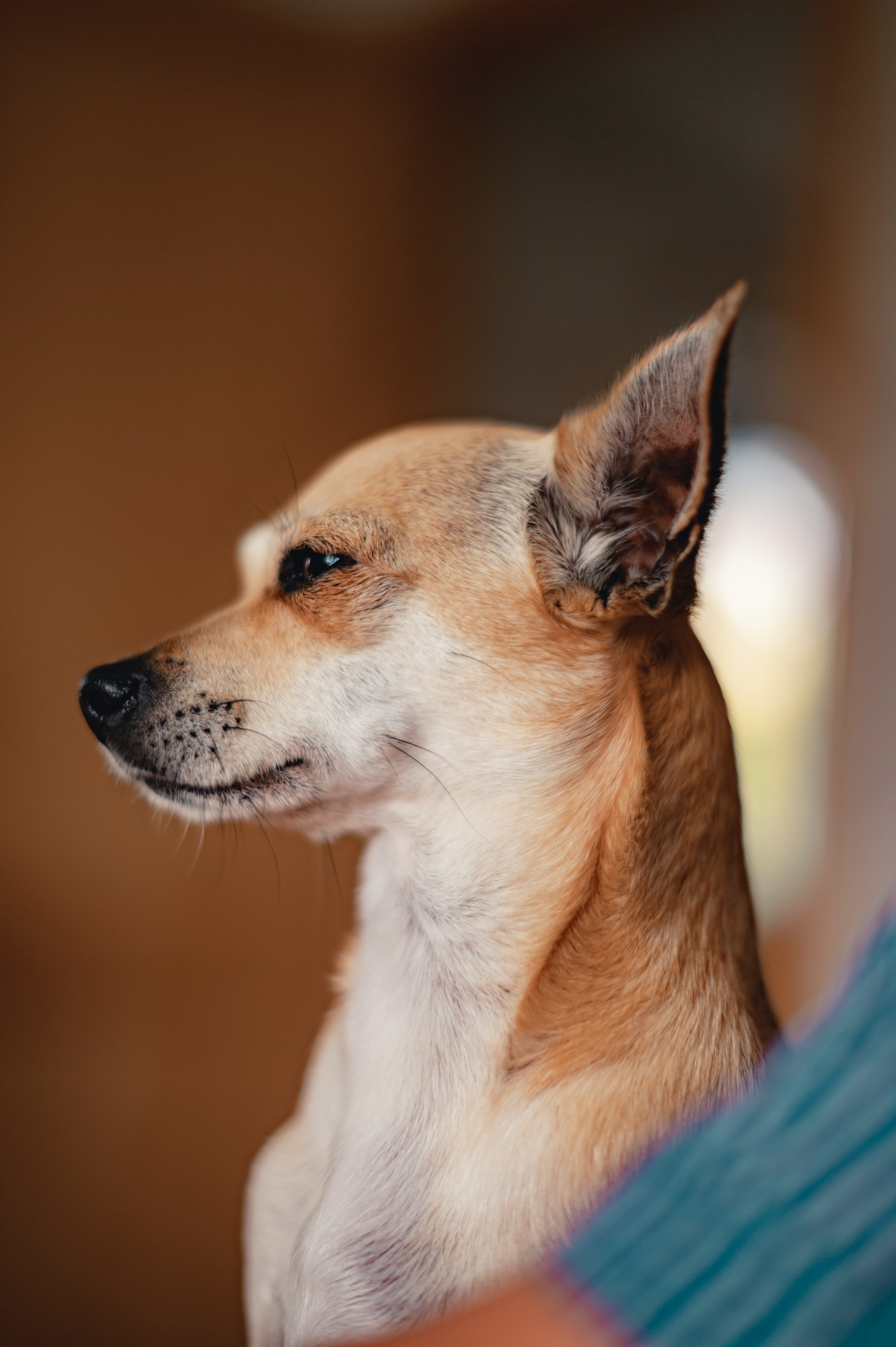 Deer Head Chihuahua