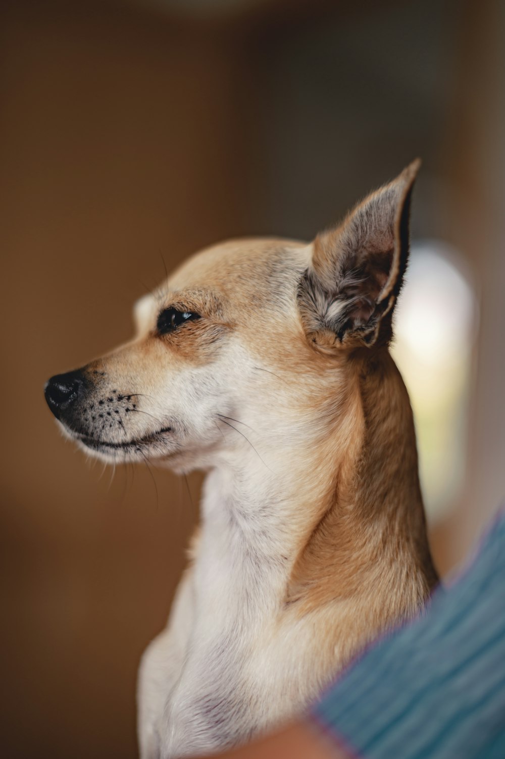 brown and white chihuahua on blue textile