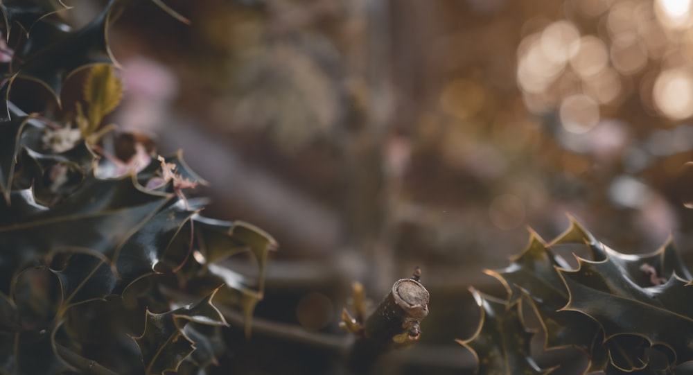 brown and green plant in tilt shift lens