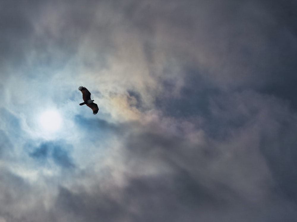 black bird flying under cloudy sky during daytime